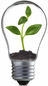 plant in bulb isolated