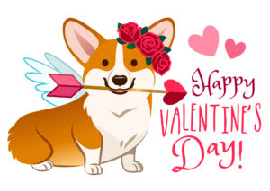 Funny corgi dog dressed as Cupid, with angel wings, rose flower wreath on head, heart arrow in mouth. Valentine's day, love, pets, dog lovers cartoon theme corgi design